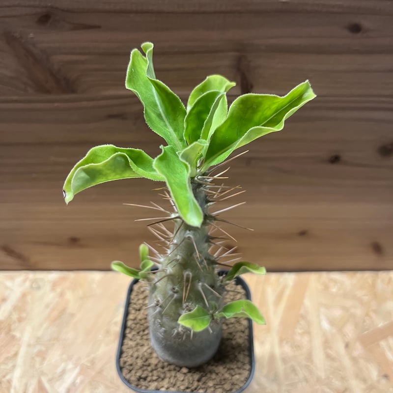 パキポディウム サンデルシー | GREEN LUCK