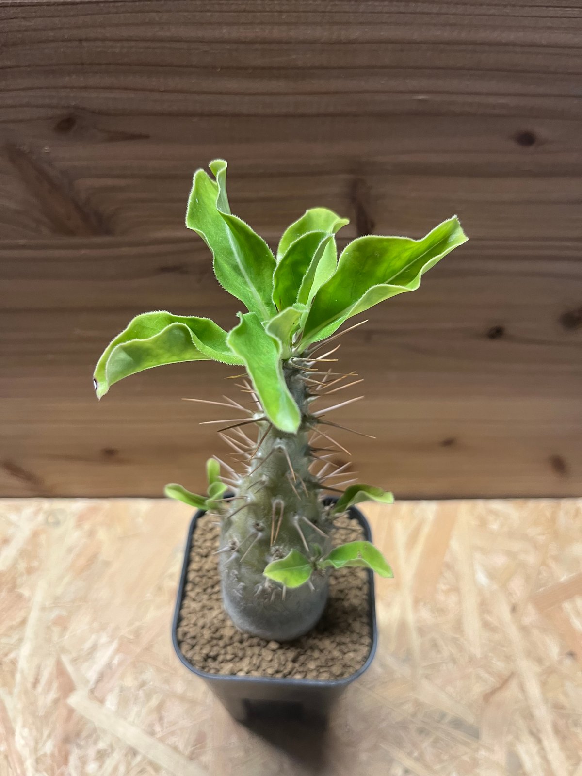 パキポディウム サンデルシー | GREEN LUCK