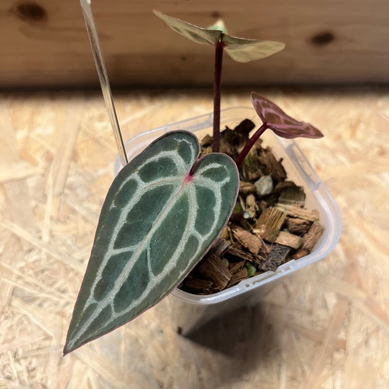 アンスリウム スカーレット | GREEN LUCK