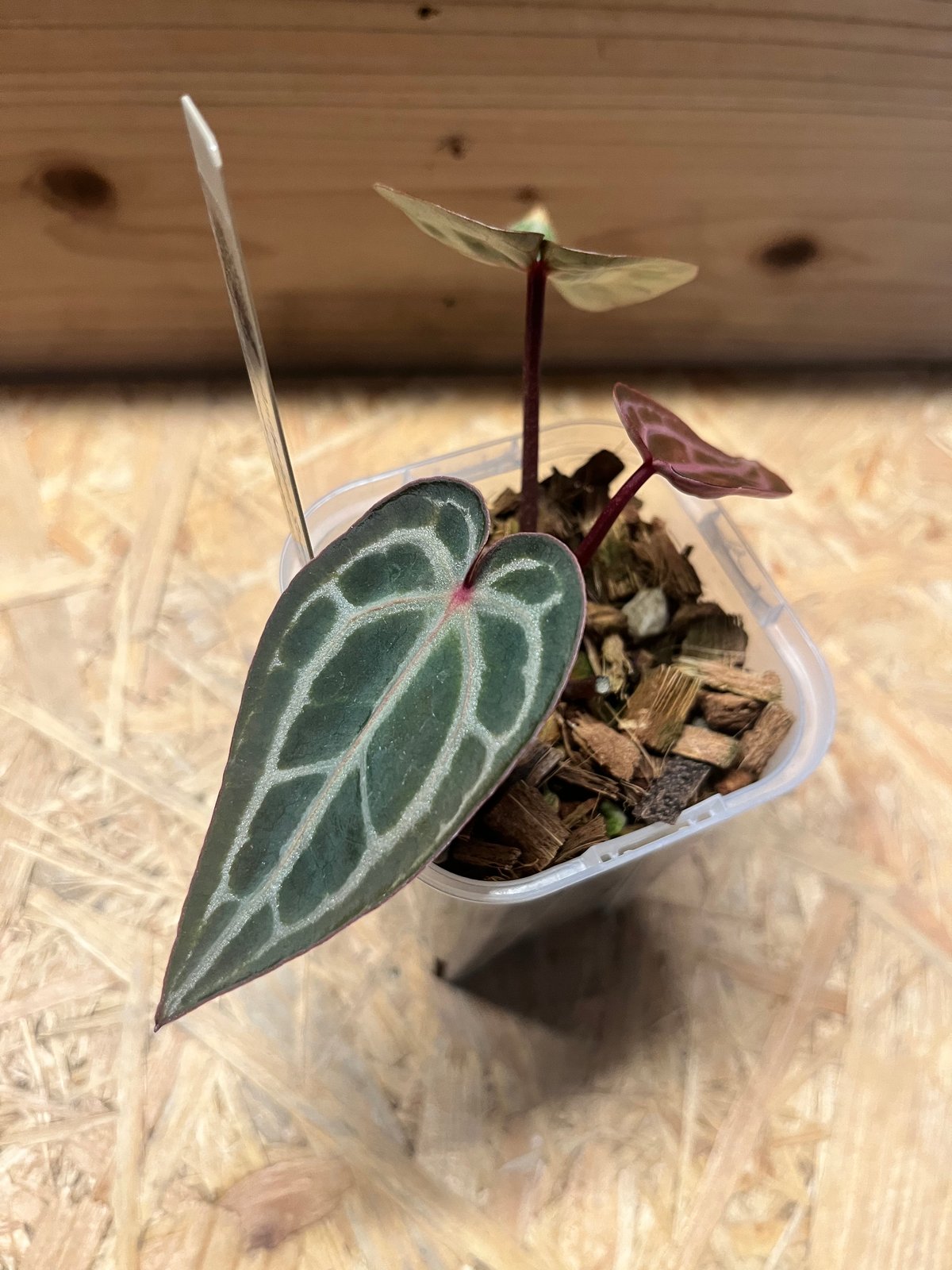 アンスリウム スカーレット | GREEN LUCK