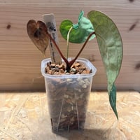 フィカス リラータ イヴォンヌ | GREEN LUCK