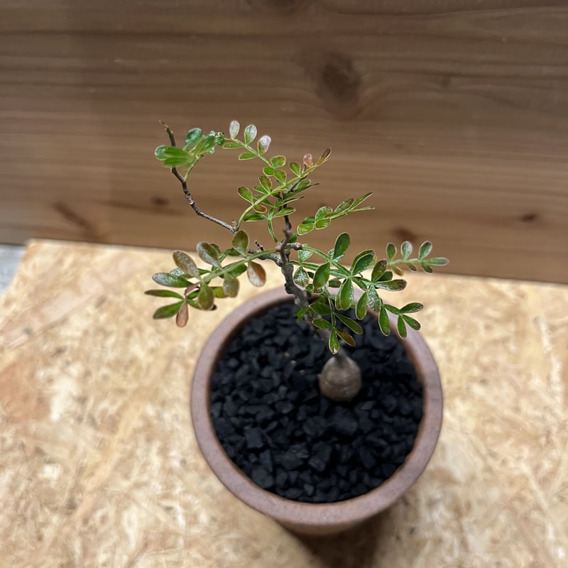 オペルクリカリア パキプス×伝市鉢 | GREEN LUCK