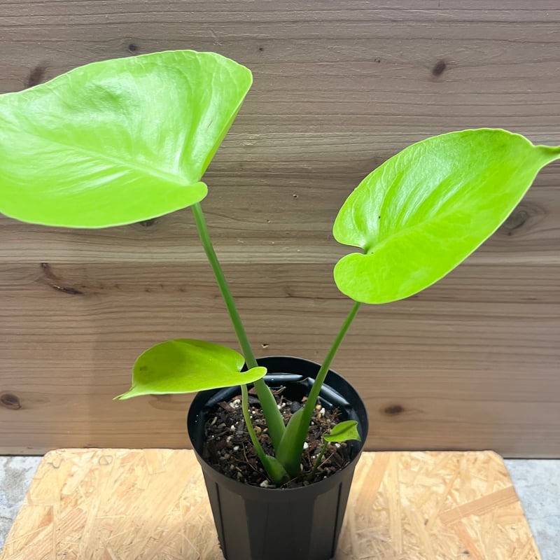 モンステラ デリシオーサ ゴールドリーフ | GREEN LUCK