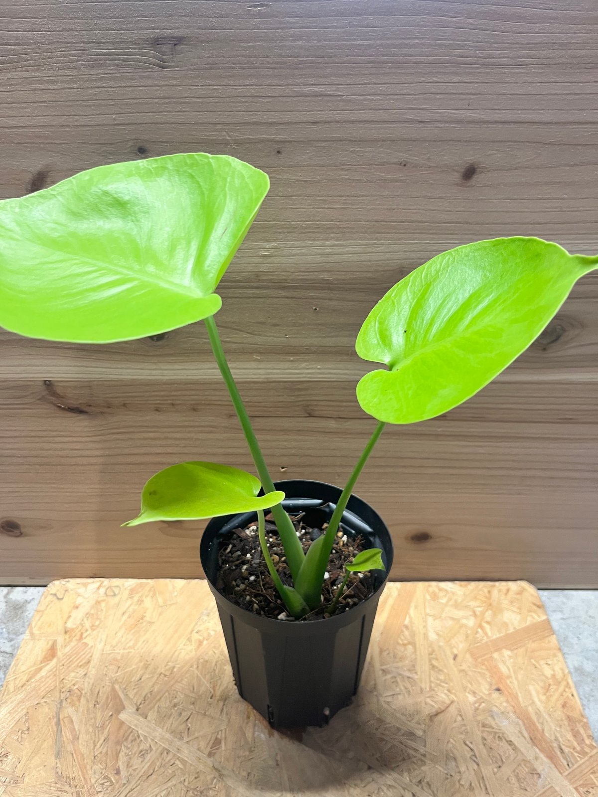 S*T様 モンステラ 黄金葉 ゴールドリーフ フルムーンゴールド lsw306