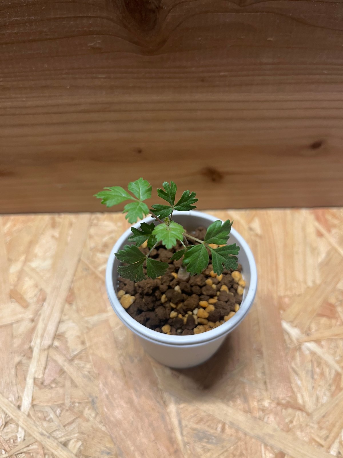 パキコルムス ディスカラー 象の木 実生 | GREEN LUCK