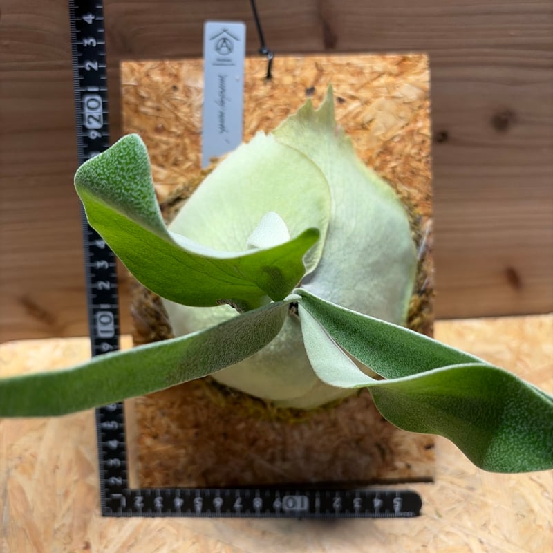 ビカクシダ　モンキーノース　P. Monkey North P. Willinckii Monkey North High Shield【artPLANTs/PLANTS GARAGE