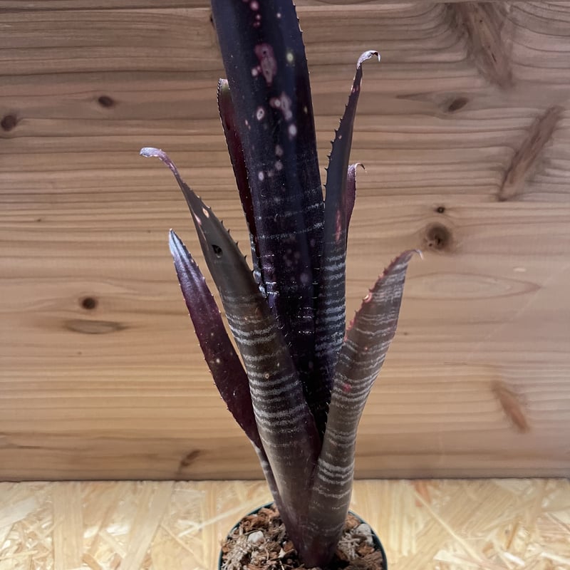 ビルベルギア オビワン | GREEN LUCK