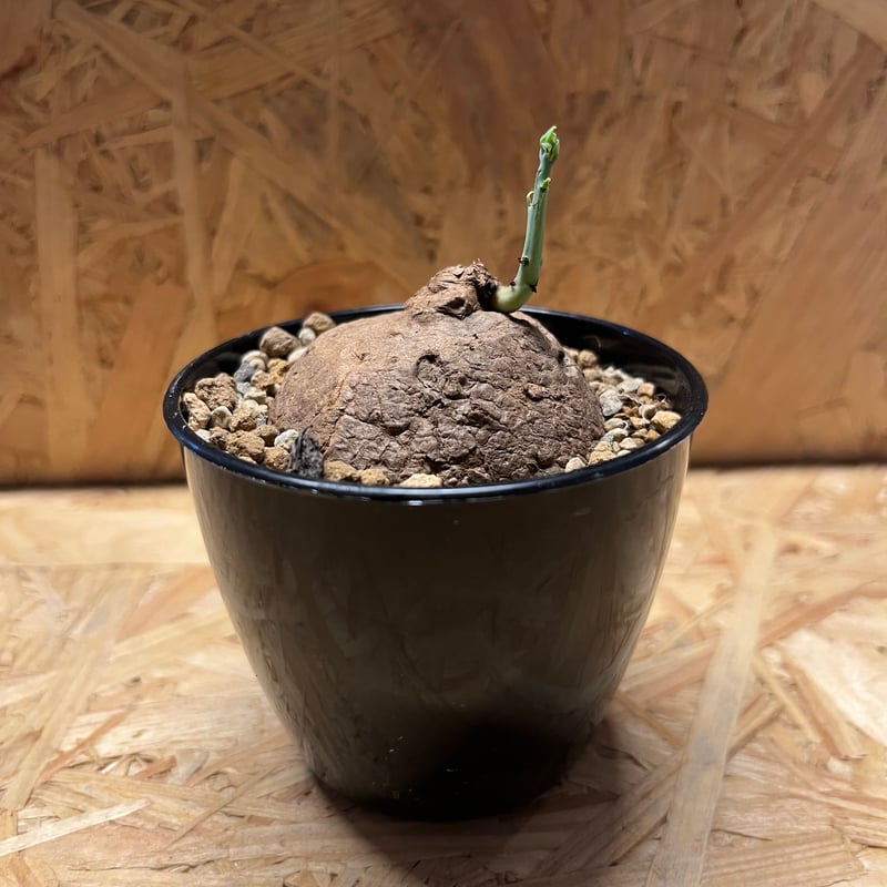 ステファニア エレクタ | GREEN LUCK