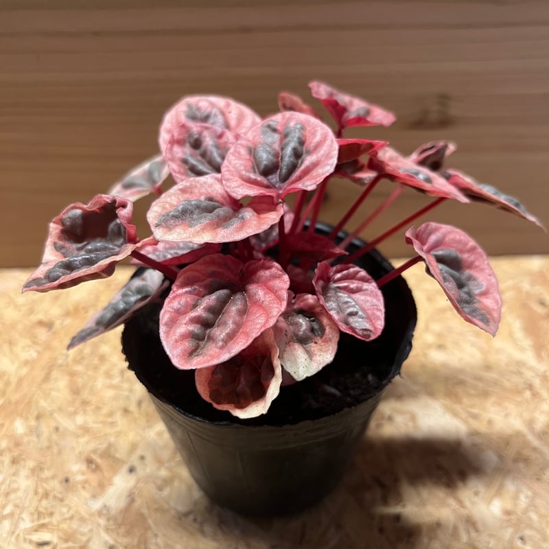 ペペロミア ストロベリークォーツ | GREEN LUCK