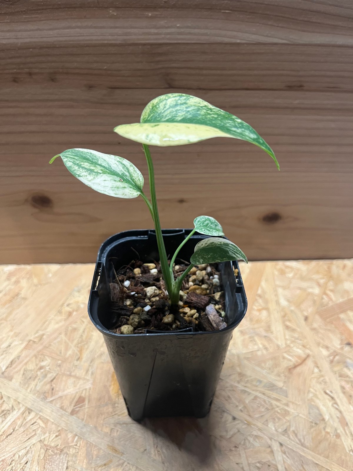 よ*ん様 【3577619】モンステラ デリシオーサ フルミント 斑入り fit=scale-down,w=1200