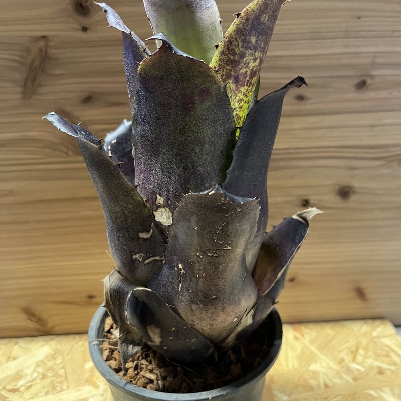 ホヘンベルギア レオパルドホルスティ ブラックファーム | GREEN