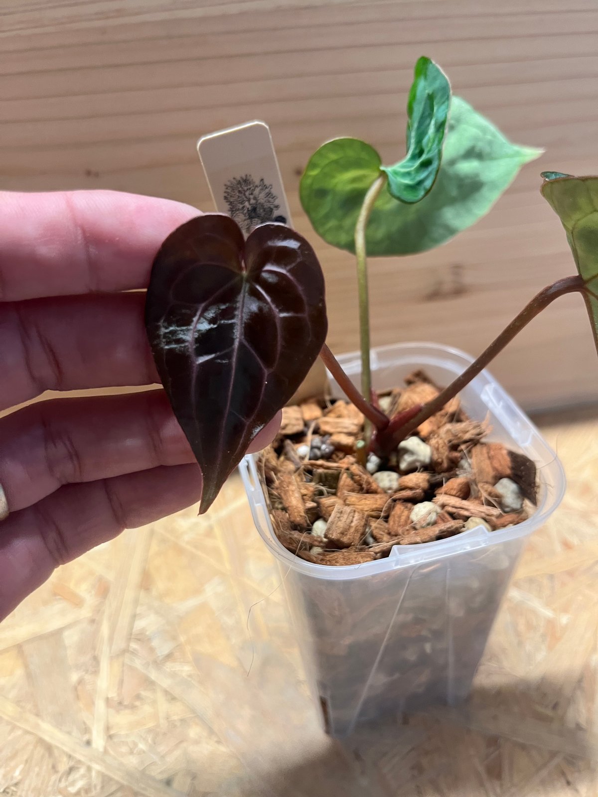 【HS】アンスリウム　パンプキンスパイス 🎃Anthurium 'Pumpkin Spice' 🎃 @understory_oasis #aroid