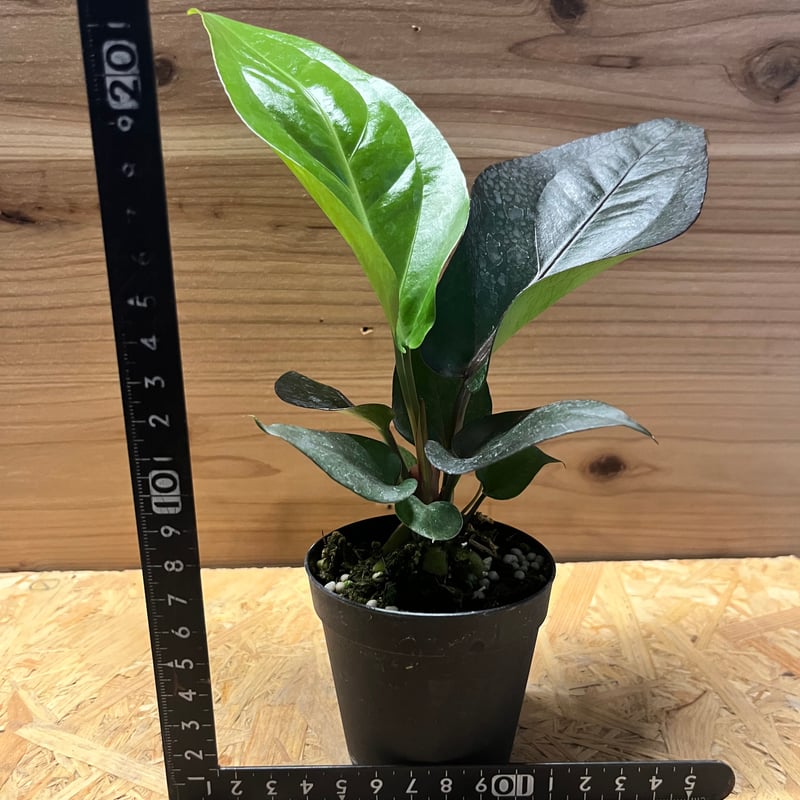 アンスリウム フーケリー 'ブラックドラゴン' | GREEN LUCK