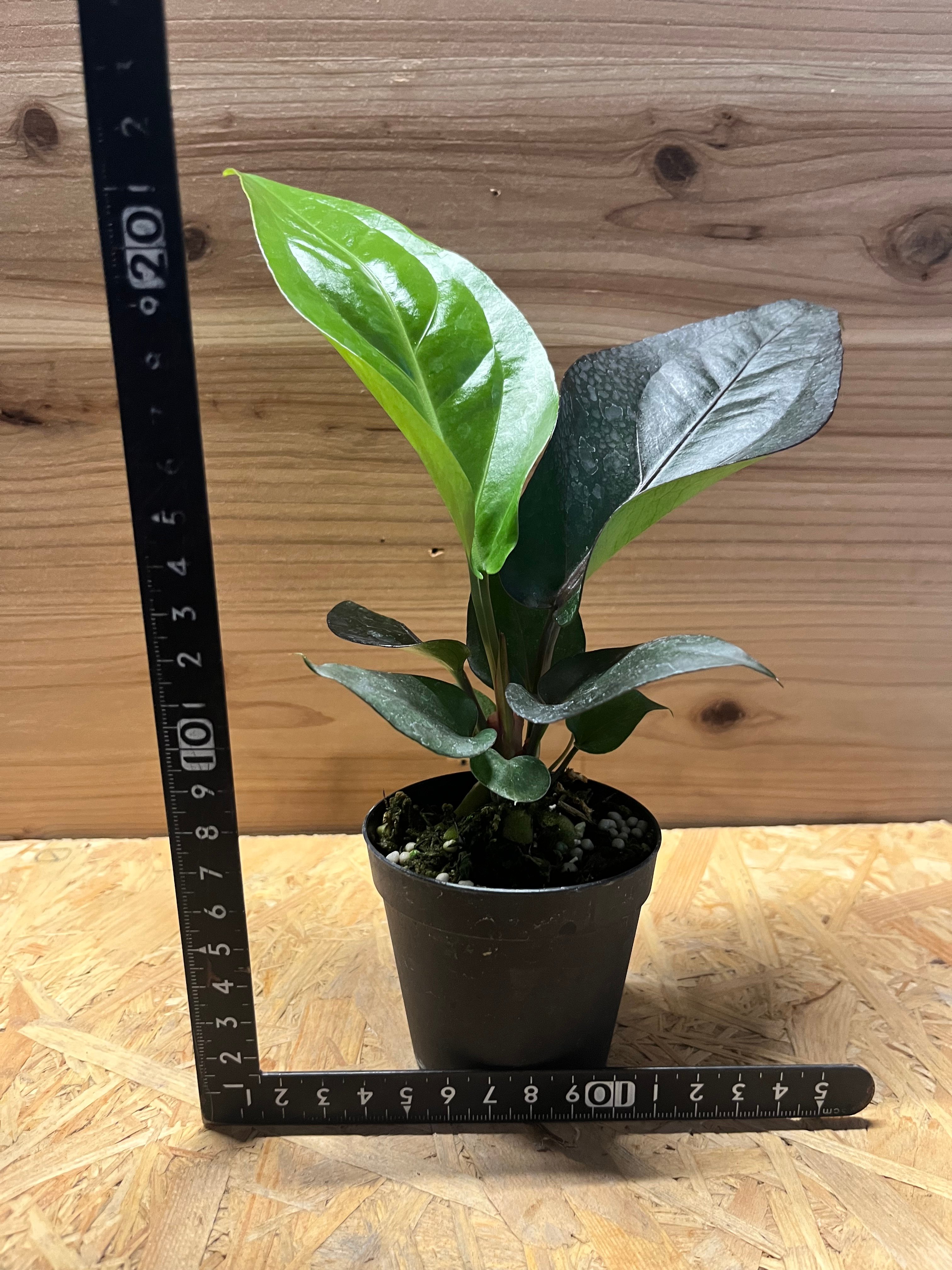 観葉植物 【現品】アンスリウム・フーケリー 6号 黒鉢（2）