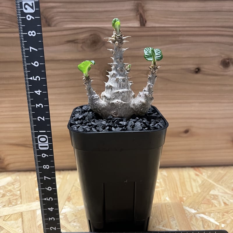 パキポディウム ウィンゾリー | GREEN LUCK