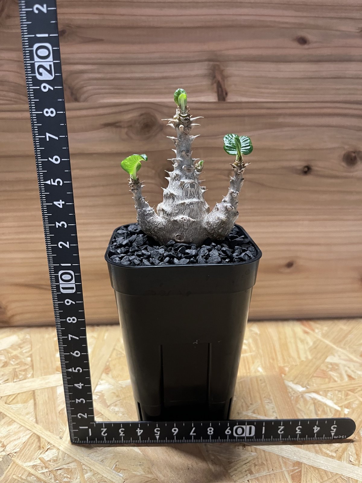 パキポディウム ウィンゾリー | GREEN LUCK