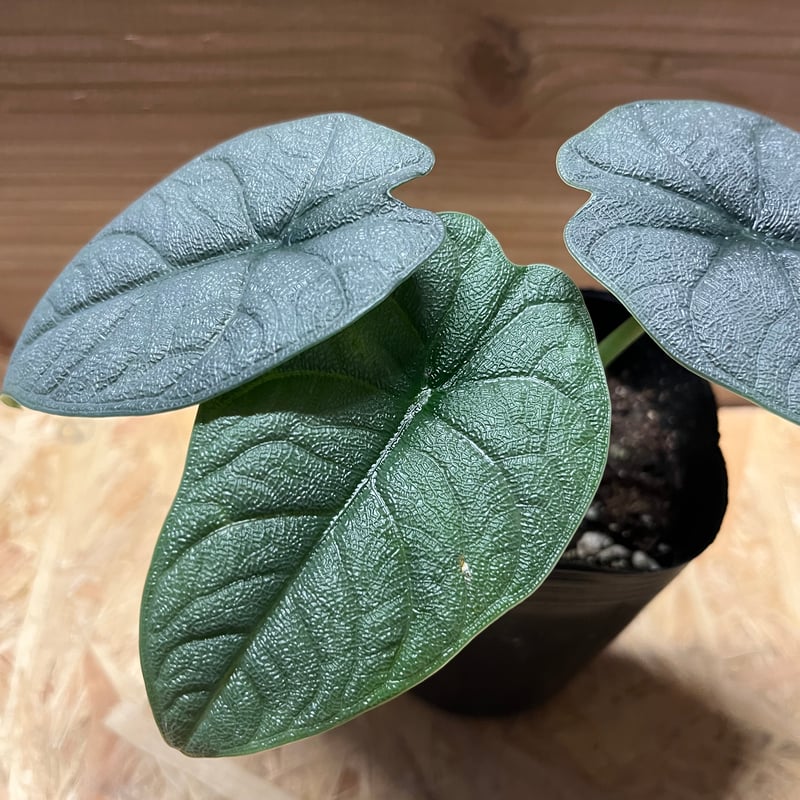 アロカシア メロ オーレア 楽天市場】メロ アロカシア 希少 観葉植物 : パリジェンヌ