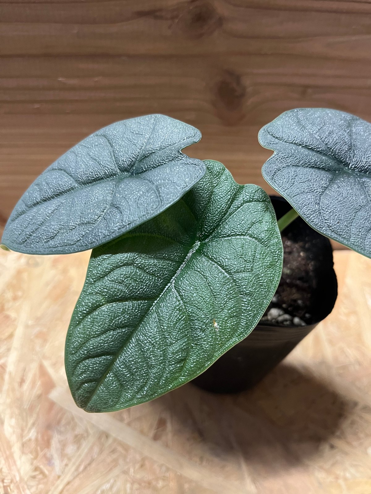 アロカシア メロ オーレア fit=scale-down,w=1200