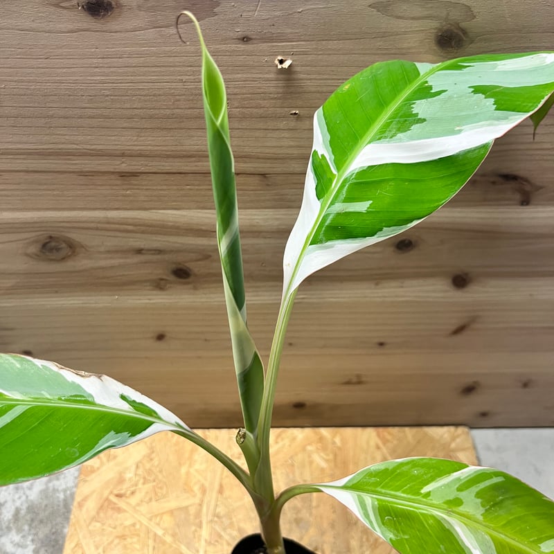 バナナ斑入り　アエアエ 美株　高さ50cm 斑入りバナナ♡ ムサ アエアエ(Musa Aeae) 斑入りバナナ アート