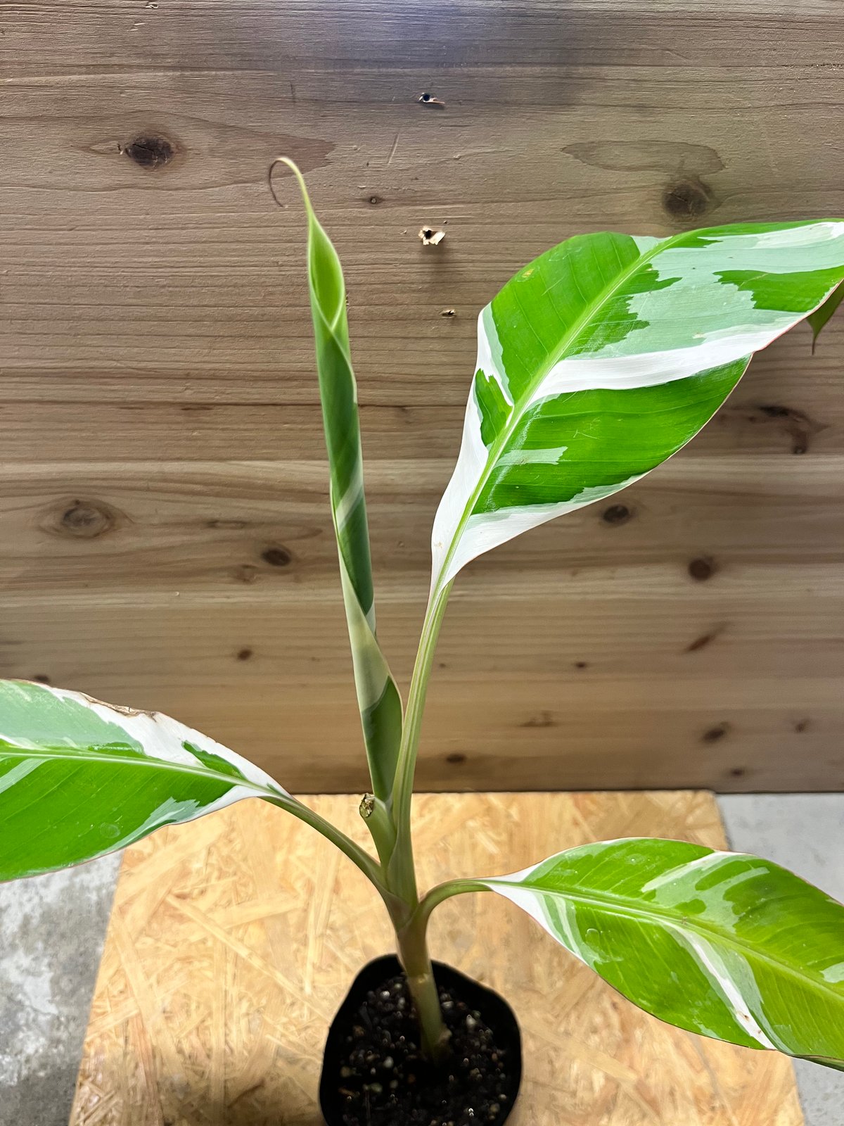 専用出品 ムサ アエアエ 斑入りバナナ | GREEN LUCK