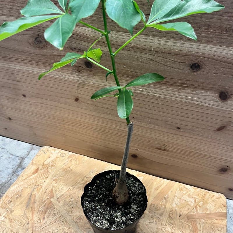 アダンソニア グレゴリー バオバブ | GREEN LUCK