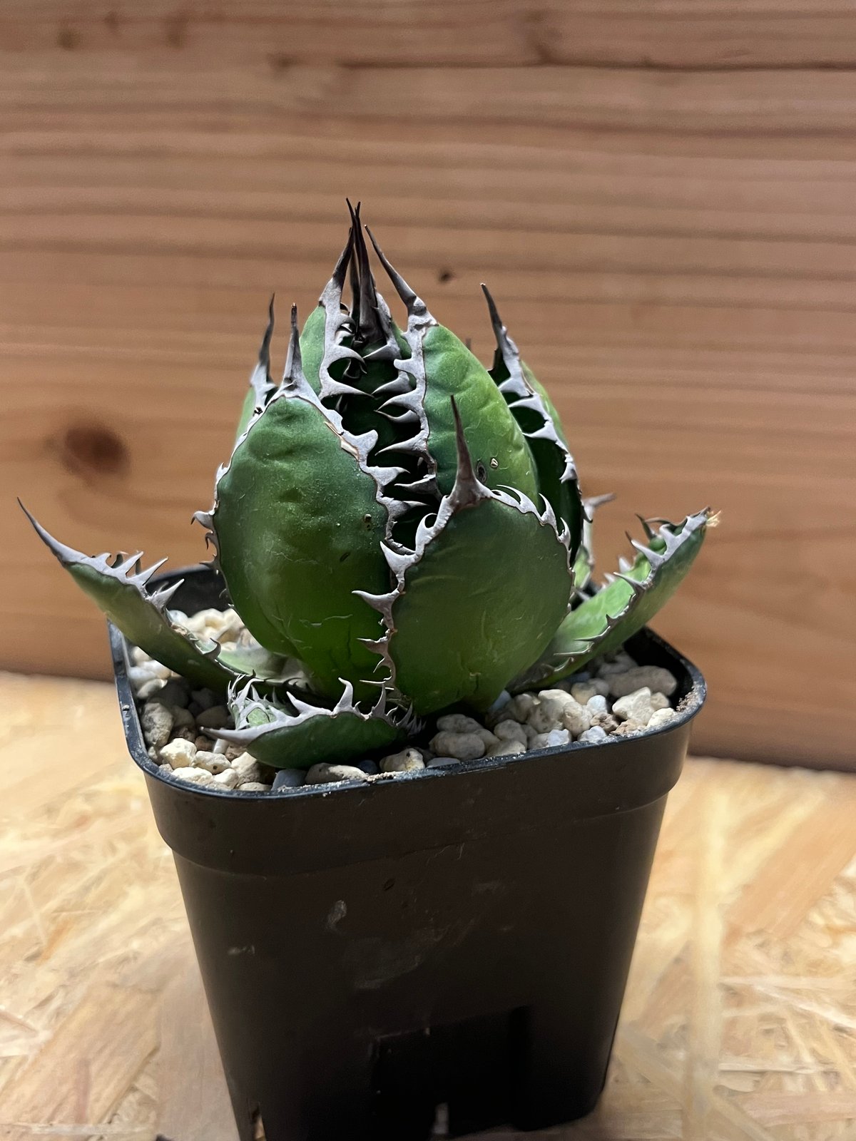 アガベ ホリダ | GREEN LUCK