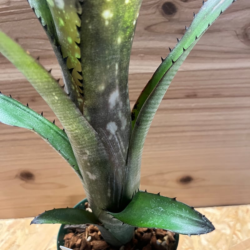 ビルベルギア スローポーク | GREEN LUCK