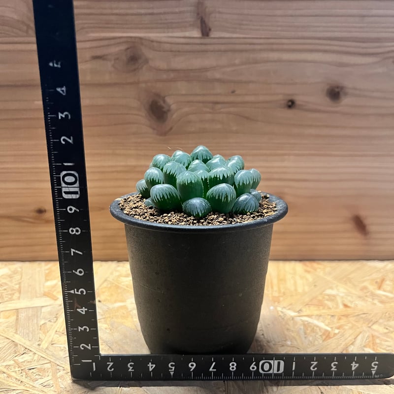 ハオルチア OB-1 | GREEN LUCK