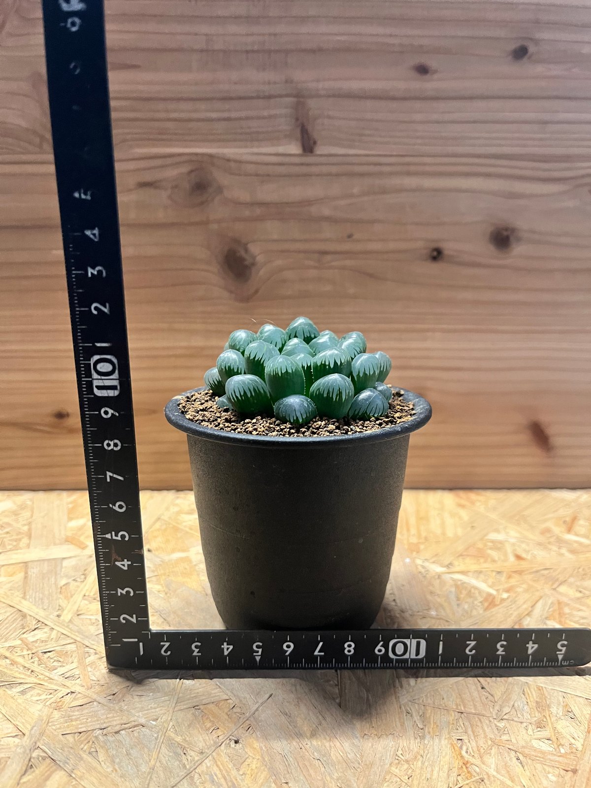 ハオルチア OB-1 | GREEN LUCK