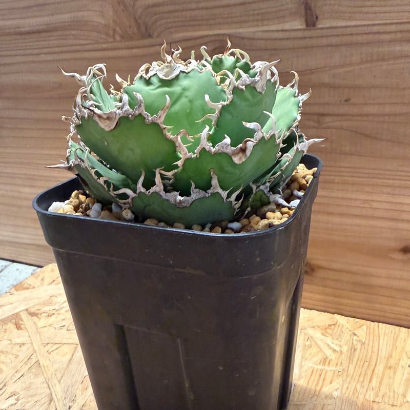 アガベ　フィリグリー アガベ チタノタ フィリグリー agave titanota filigree No.4 |