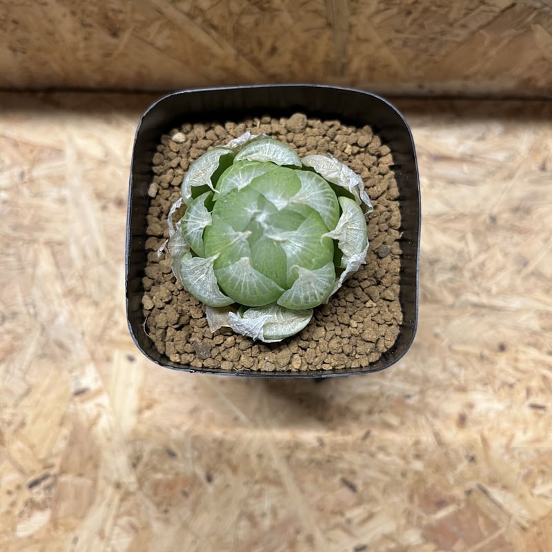 ハオルチア ロックウッディー | GREEN LUCK