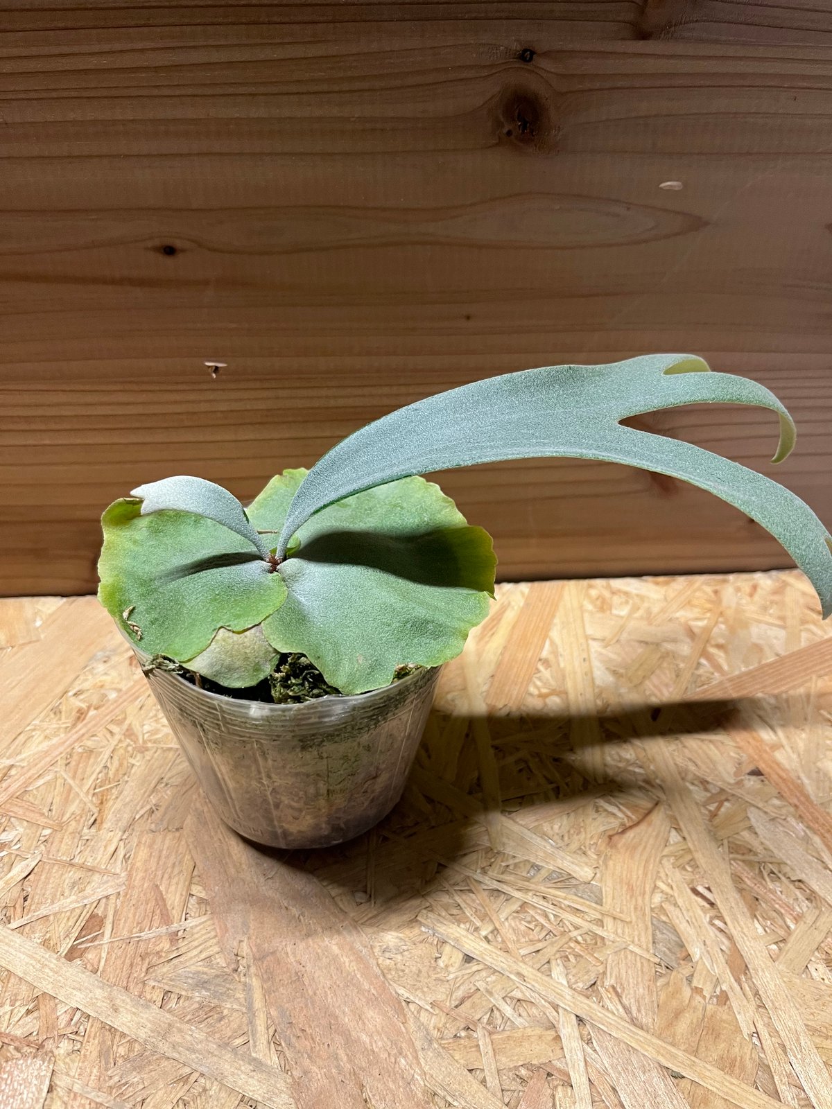 【値下げ交渉可】ビカクシダ／ベイチー✘ウィリンキー／中株 ビカクシダ ウィリンキー×ベイチー | GREEN LUCK