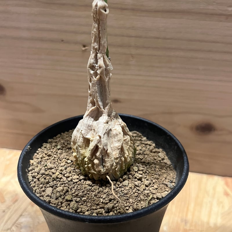 マテレア シクロフィラ | GREEN LUCK