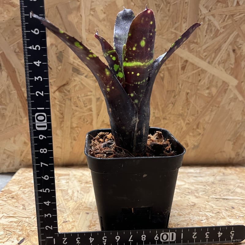 ネオレゲリア ドミノ リサのタグ付き ネオレゲリア ドミノ | GREEN LUCK