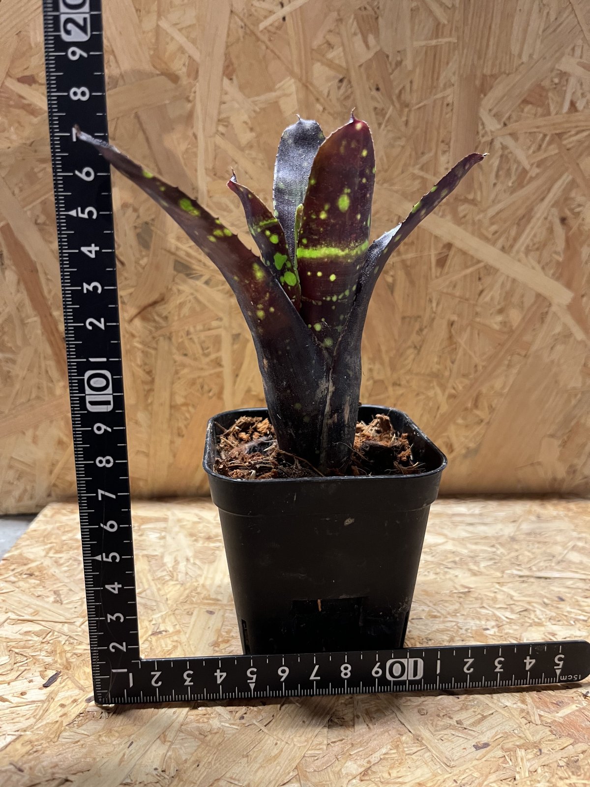 ネオレゲリア　ドミノ リサのタグ付き fit=scale-down,w=1200