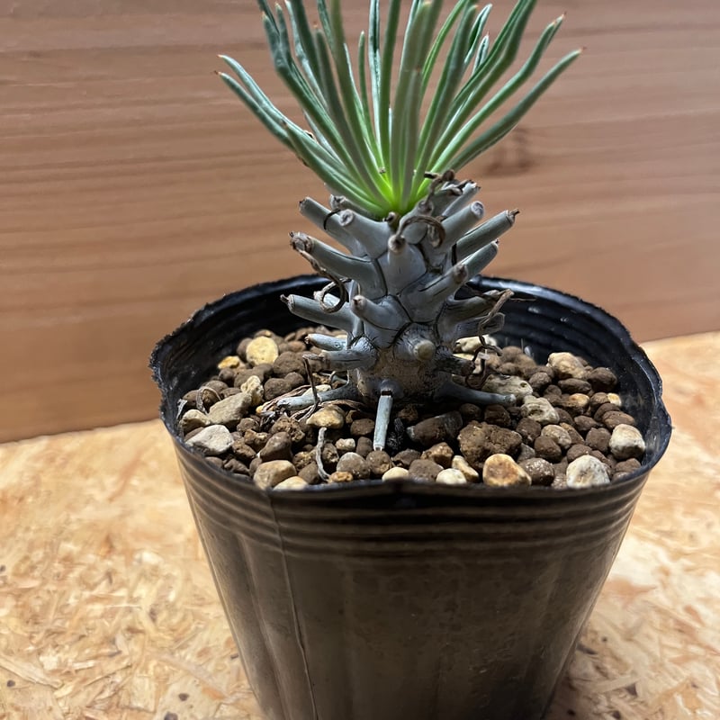 チレコドン ワリチー | GREEN LUCK