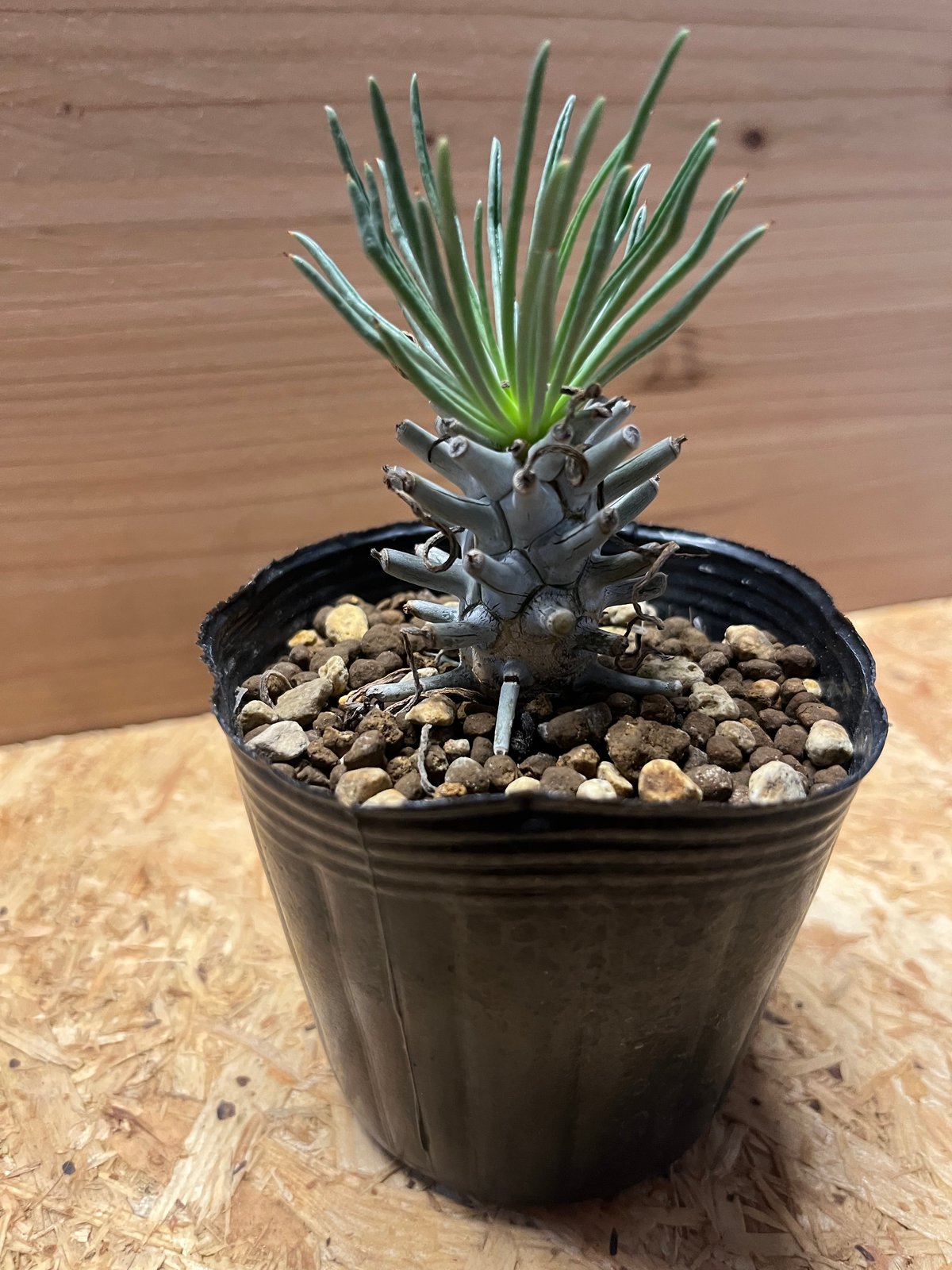 大株 チレコドン ワリチー チレコドン ワリチー | GREEN LUCK