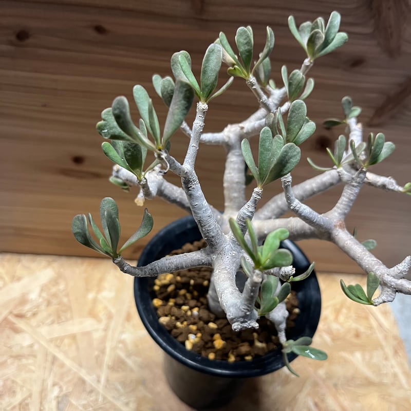多肉植物 塊根植物オトンナ フルカタ Othonna furcata 冬型 othonna furcata《XL size》大株最高樹形※現地球発根後店主国内
