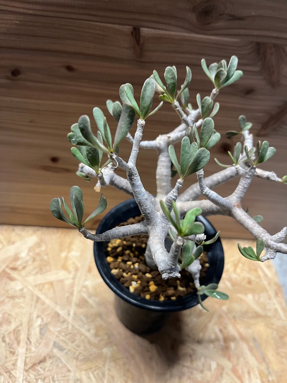 オトンナ フルカタ | GREEN LUCK