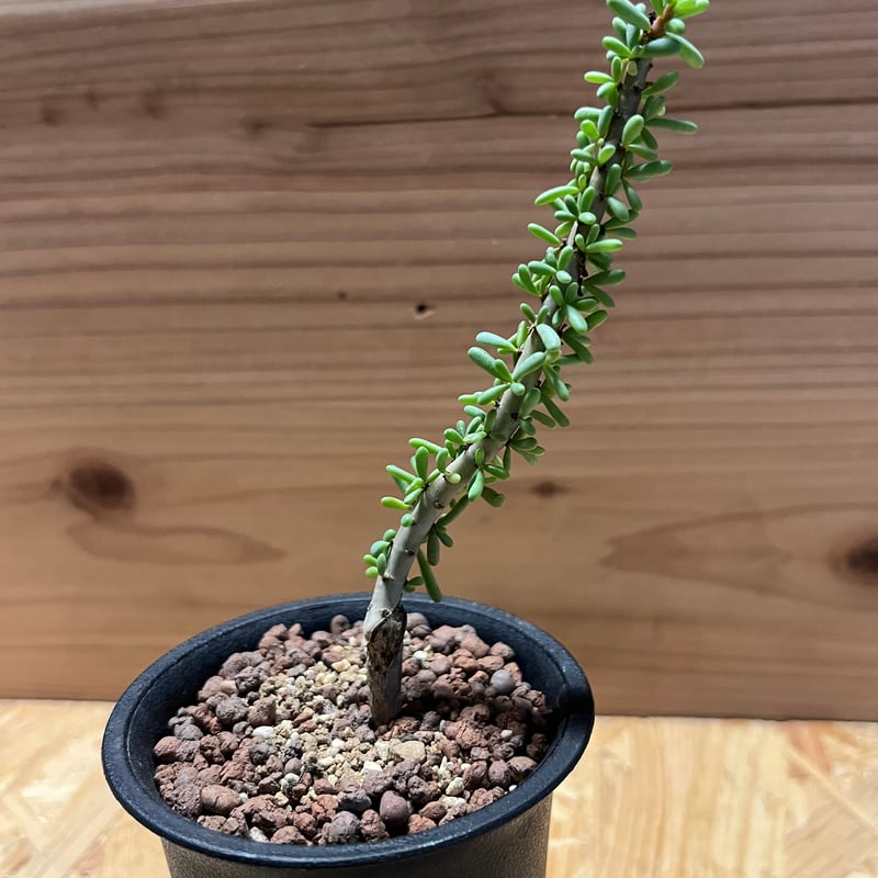 hiro ケラリア ナマクエンシス ケラリア ナマクエンシス Ceraria