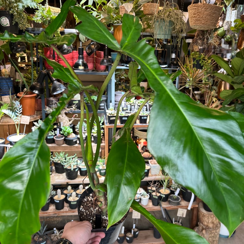 フィロデンドロン　ジョーピー　1【現品】☆希少☆ 観葉植物　室内 フィロデンドロン ジョーピー 1【現品】☆希少☆ 観葉植物 室内