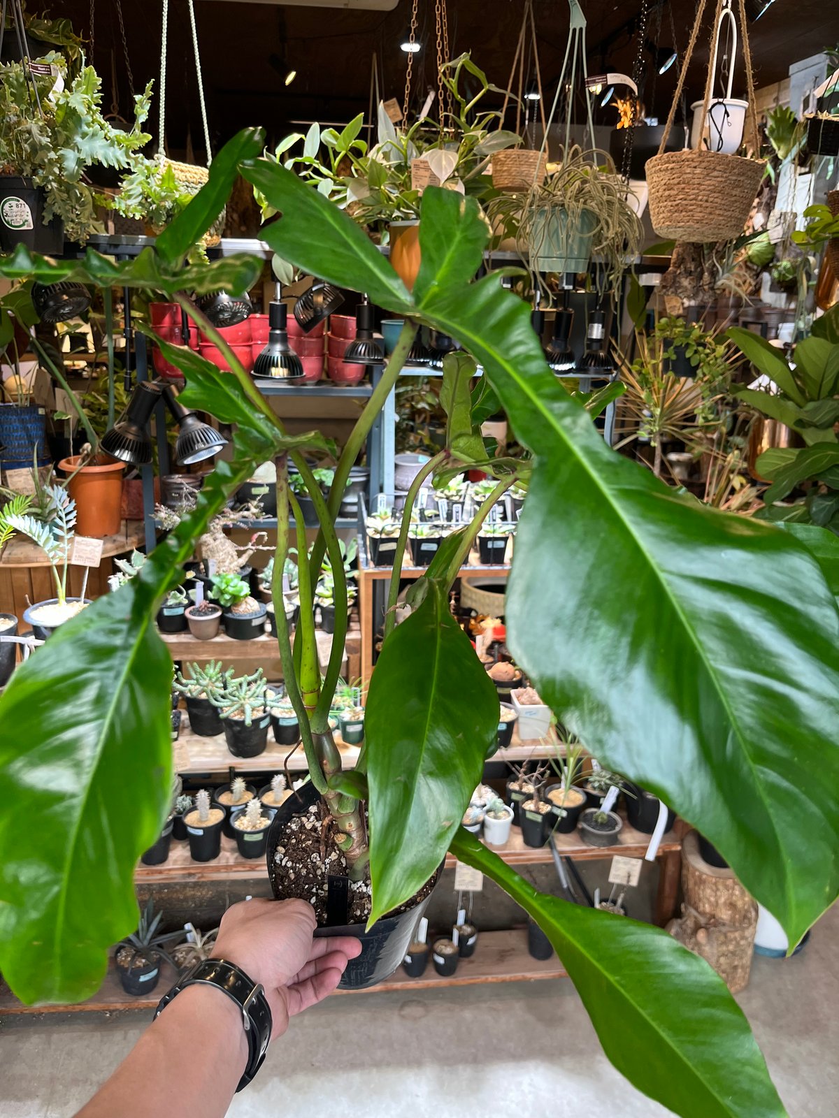 フィロデンドロンジョーピー 大株 【公式通販】