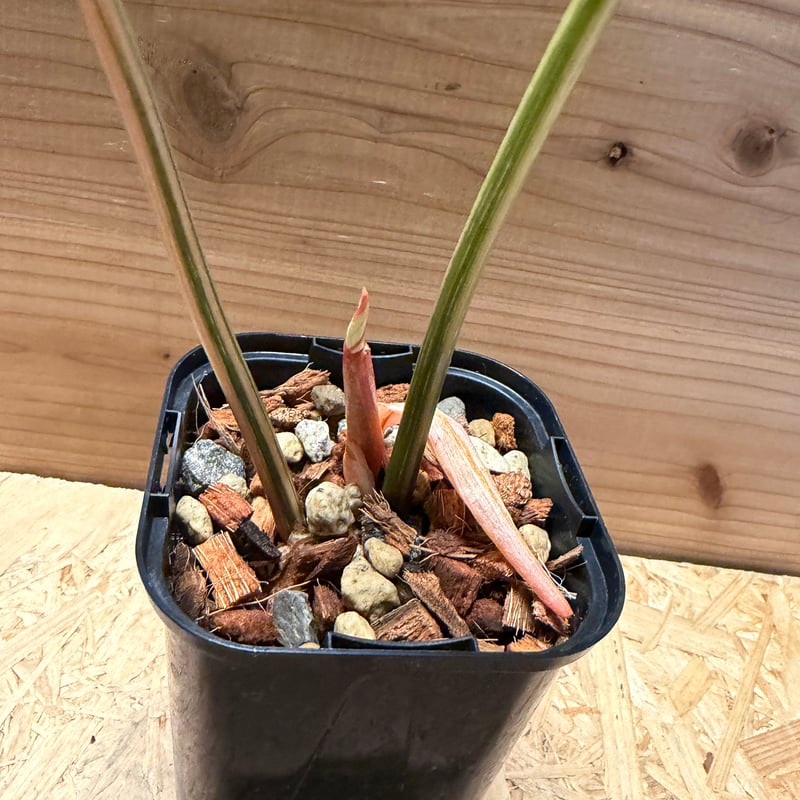 フィロデンドロン グロリオーサム トリカラー | GREEN LUCK
