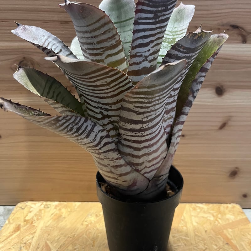 本物　超大型　エクメア　ブラックアイス エクメア チャンティニー ブラックアイス 1 Aechmea chantinii CV. Bl