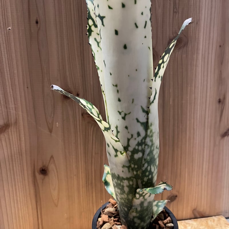 ビルベルギア メリーモナーク | GREEN LUCK