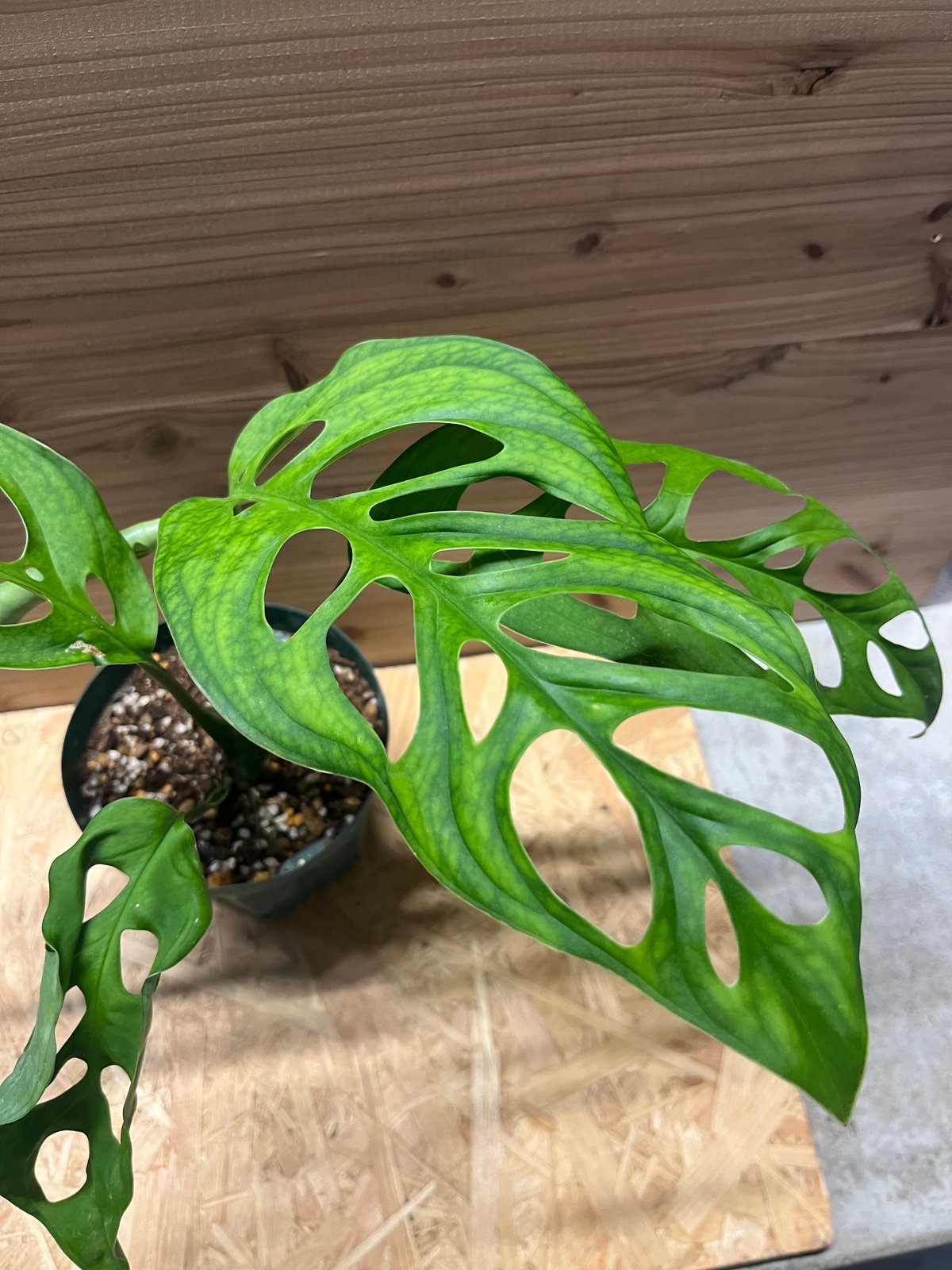 超希少❗️モンステラ　エスケレート✨ モンステラ エスケレート | GREEN LUCK