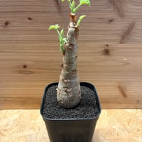 キフォステンマ　ユター