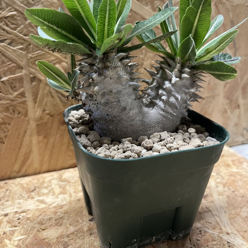 パキポディウム 恵比寿大黒 2頭 | GREEN LUCK