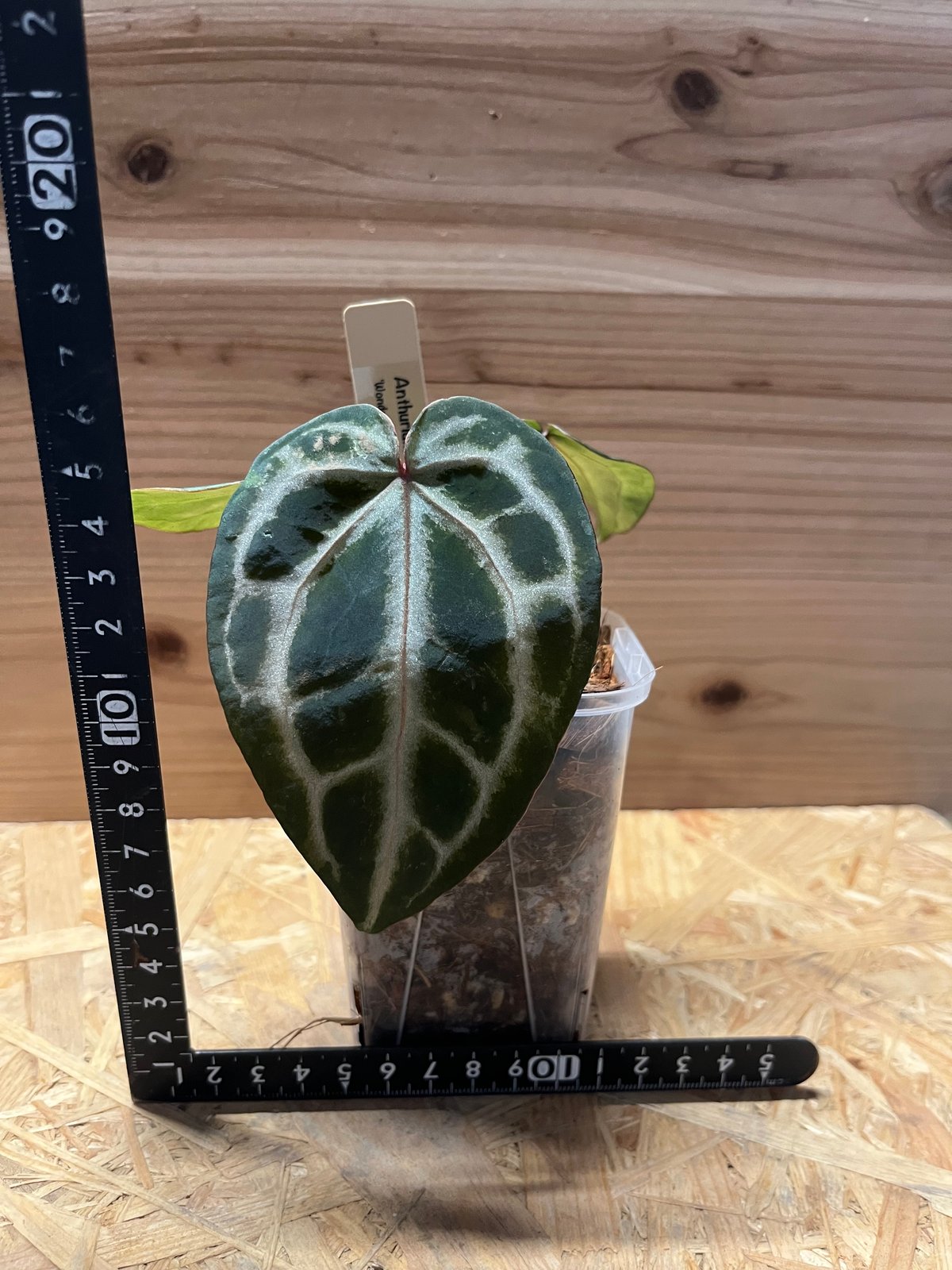 アンスリウム Dorayaki x (Michelle x Zara f3)子株 【公式通販】