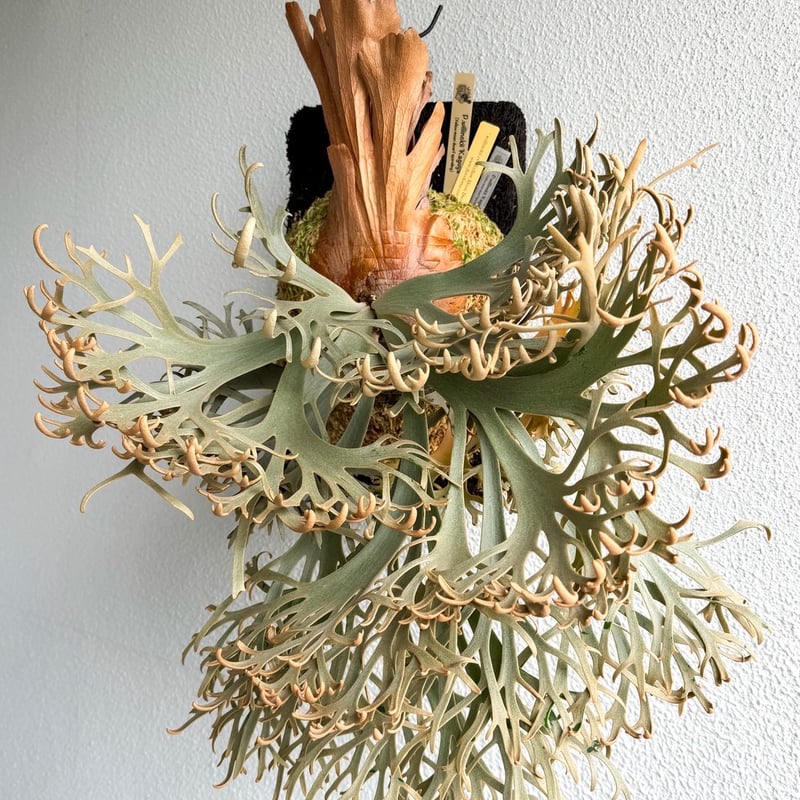 ビカクシダ ウィリンキー 'カグヤ' スポア | GREEN LUCK